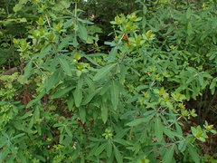 Hypericum perforatum