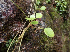 Montia parvifolia
