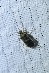 Liorhyssus