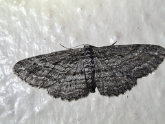 Psilosticha loxoschema