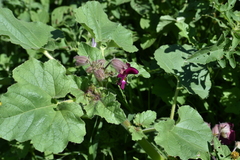 Proboscidea louisianica fragrans