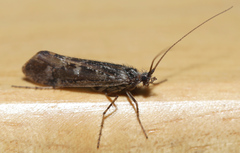 Glyphopsyche irrorata