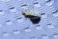 Liorhyssus
