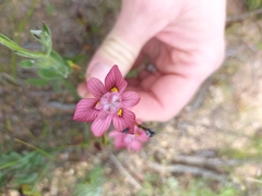 Moraea gawleri