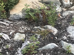 Thamnophis sirtalis pallidulus