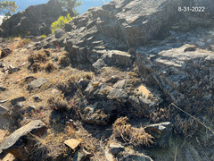 Myriopteris gracillima