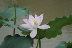 Nelumbo nucifera