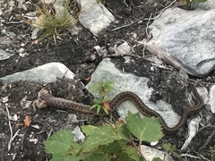 Thamnophis sirtalis pallidulus