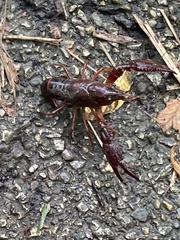 Procambarus