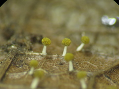 Physarum melleum