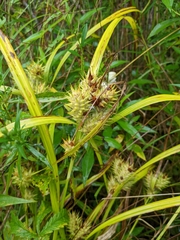 Carex lupulina