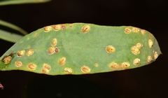 Chrysomphalus dictyospermi