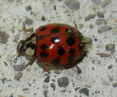 Hesperomyces harmoniae