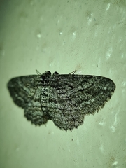 Psilosticha loxoschema