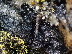 Archaeognatha