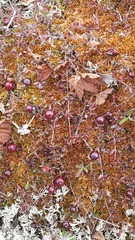 Vaccinium microcarpum