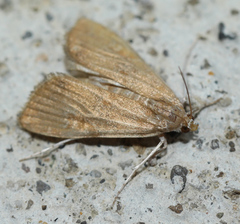 Elophila gyralis