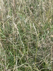 Sporobolus cryptandrus