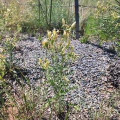 Mentzelia multiflora