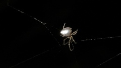 Argyrodes