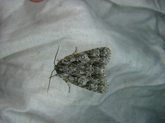 Acronicta auricoma
