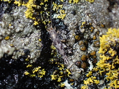 Archaeognatha
