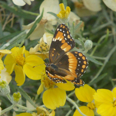 Chlosyne californica