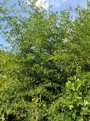 Phyllostachys nigra