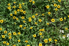 Sanvitalia procumbens