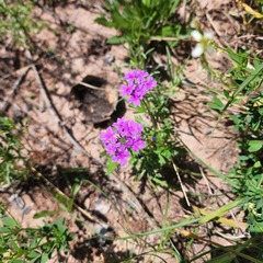 Glandularia wrightii