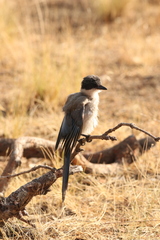 Cyanopica cooki