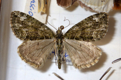 Chloroclysta siterata