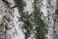 Frullania eboracensis