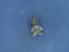 Acrobasis advenella