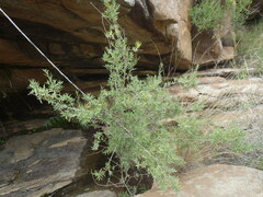 Salix exigua
