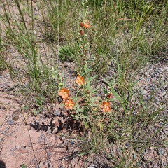 Sphaeralcea fendleri