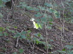 Acer opalus obtusatum