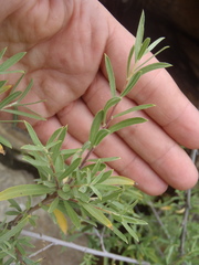 Salix exigua
