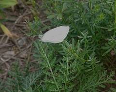 Pieris rapae