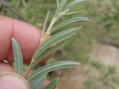 Salix exigua