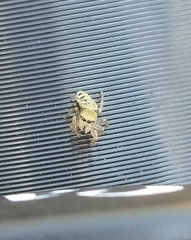 Salticidae