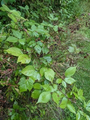 Rubus allegheniensis