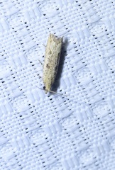 Bactra
