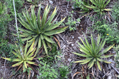 Agave univittata