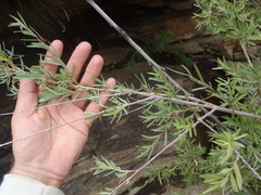 Salix exigua