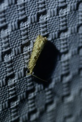 Bactra
