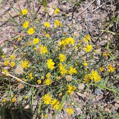 Xanthisma spinulosum