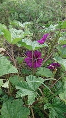 Malva sylvestris mauritiana