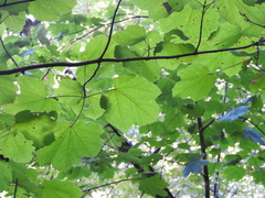 Acer opalus obtusatum