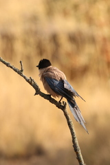 Cyanopica cooki